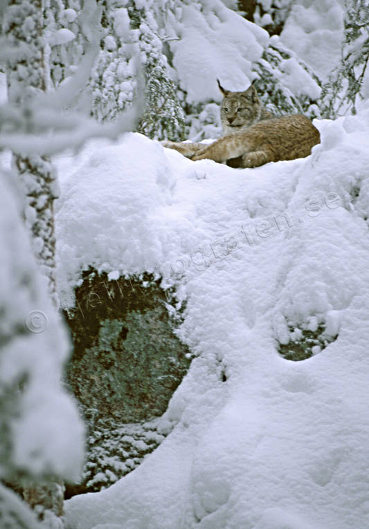 djur, dggdjur, katt, kattdjur, lo, lodjur, lokatt, predator, predatorer, rovdjur, sn, vinter