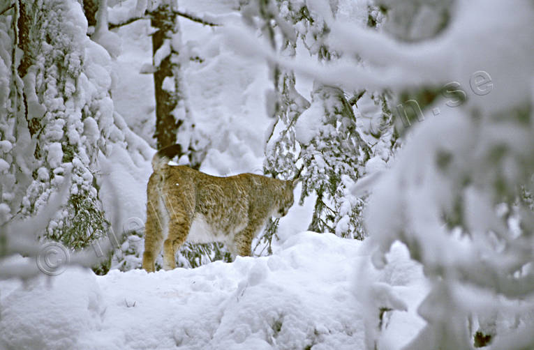 djur, dggdjur, katt, kattdjur, lo, lodjur, lokatt, predator, predatorer, rovdjur, sn, vinter