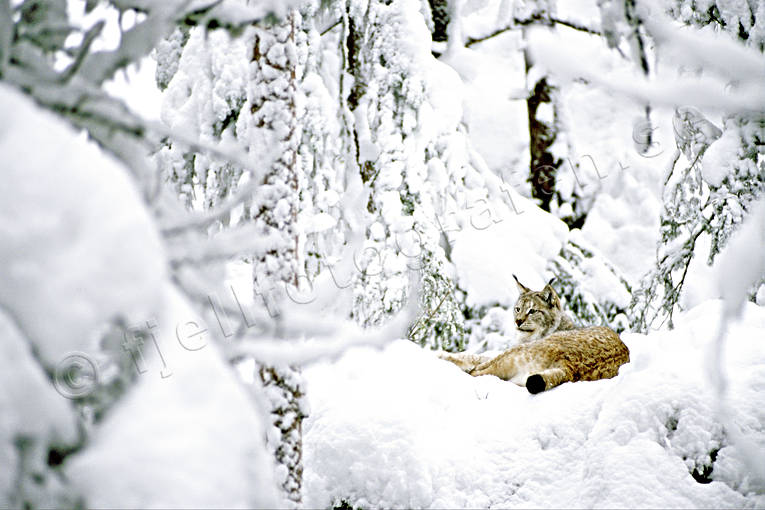Lodjur i snöig skog djur, däggdjur, kattdjur, lo, lodjur, lokatt, predator, snö, vinter