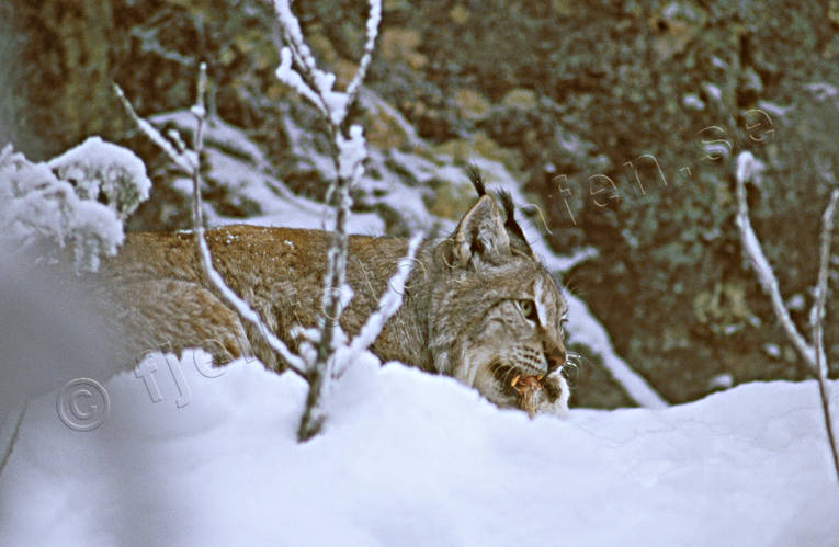 byte, bytesdjur, djur, dggdjur, katt, kattdjur, lo, lodjur, lokatt, predator, rovdjur, sn, vinter