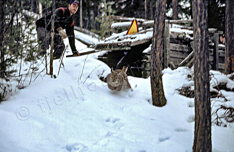 Lodjur släpps ur fälla fångst, fälla, jakt, lobås, lodjursbås, lodjursfälla, lofälla, släppas