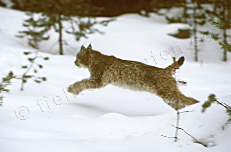 Lodjur springer i snö djur, däggdjur, kattdjur, lo, lodjur, lokatt, lynx, predator, rovdjur, snö, springer, språng, vinter
