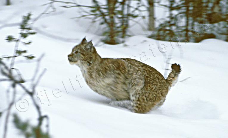 Lodjur springer i snö djur, däggdjur, kattdjur, lo, lodjur, lokatt, lynx, predator, rovdjur, snö, springer, språng, vinter