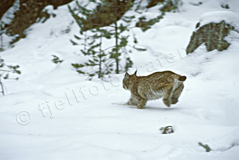 Lodjur springer i snö djur, däggdjur, kattdjur, lo, lodjur, lokatt, lynx, predator, rovdjur, snö, springer, språng, vinter