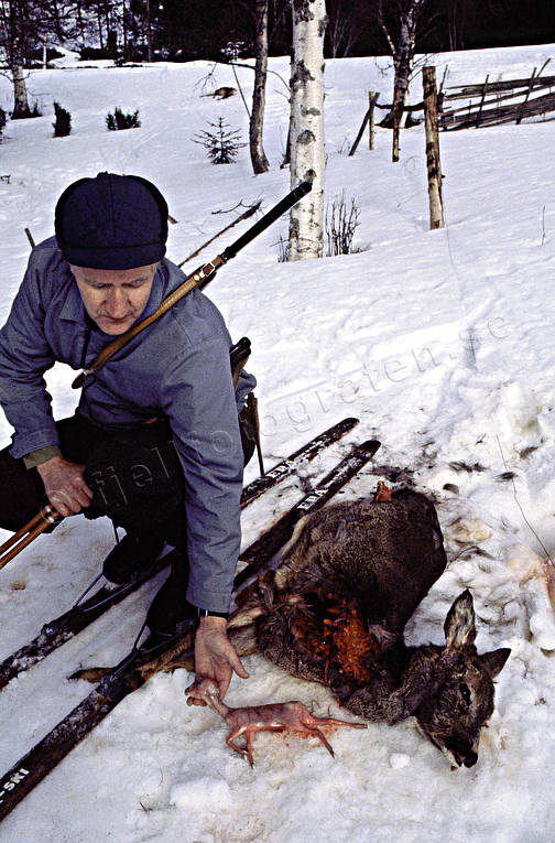 Lorivet rådjur med foster djur, däggdjur, foster, lorivet, loslaget, rådjur
