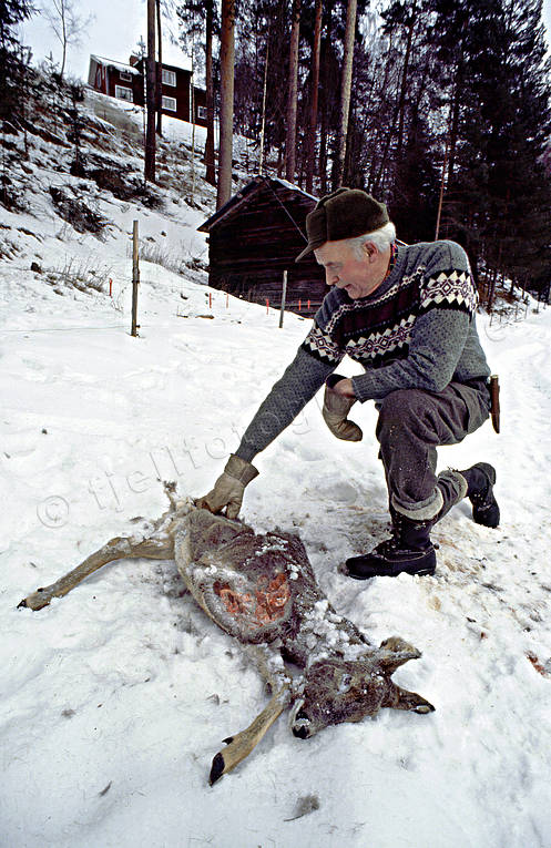 Lorivet rådjur nära boningshus djur, däggdjur, lorivet, riva, rådjur