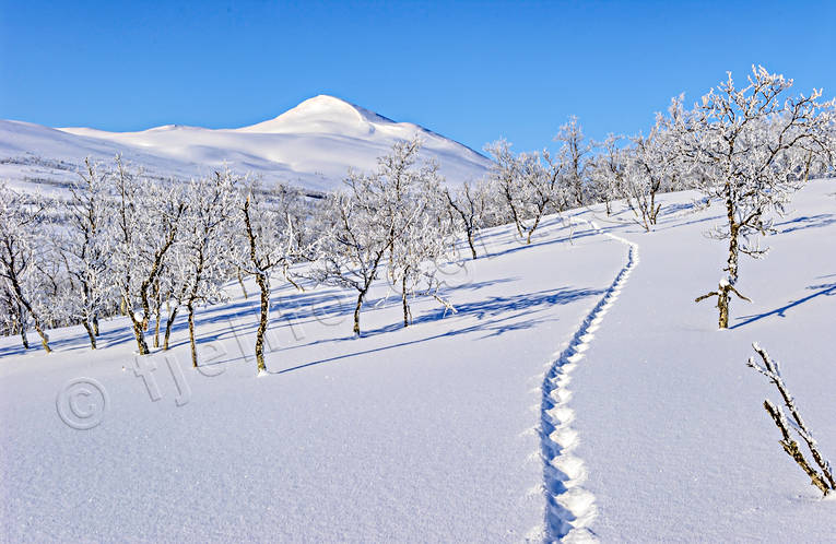 Lospår mot Gaajsartjahke djur, däggdjur, fjäll, fjällbjörk, fjällbjörkskog, Gaajsartjahke, Landskap, lappland, lo, lodjur, lodjursspår, lokatt, lospår, snö, spår, spåra, spårning_kal2017_3, vinter, vårvinter, årstid, årstider