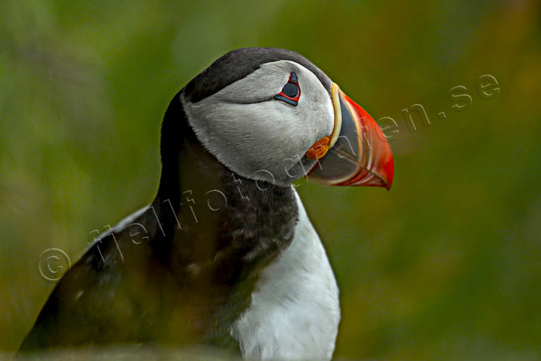 alkor, Atlantic Puffin, djur, Fratercula arctica, fgel, fglar, lunnefgel, lunnefglar, nder