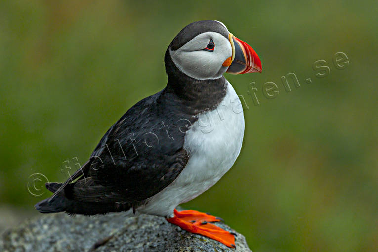 alkor, Atlantic Puffin, djur, Fratercula arctica, fgel, fglar, lunnefgel, lunnefglar, nder