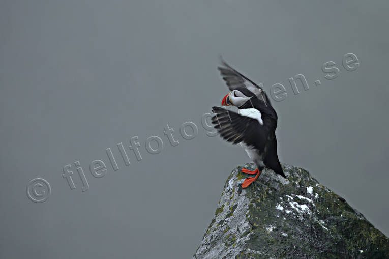 alkor, Atlantic Puffin, djur, Fratercula arctica, fgel, fglar, lunnefgel, lunnefglar, nder