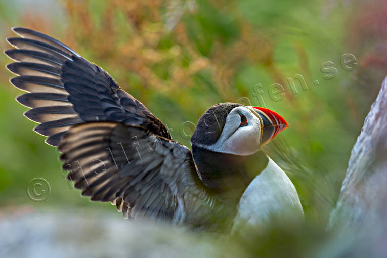 alkor, Atlantic Puffin, djur, Fratercula arctica, fgel, fglar, lunnefgel, lunnefglar, nder