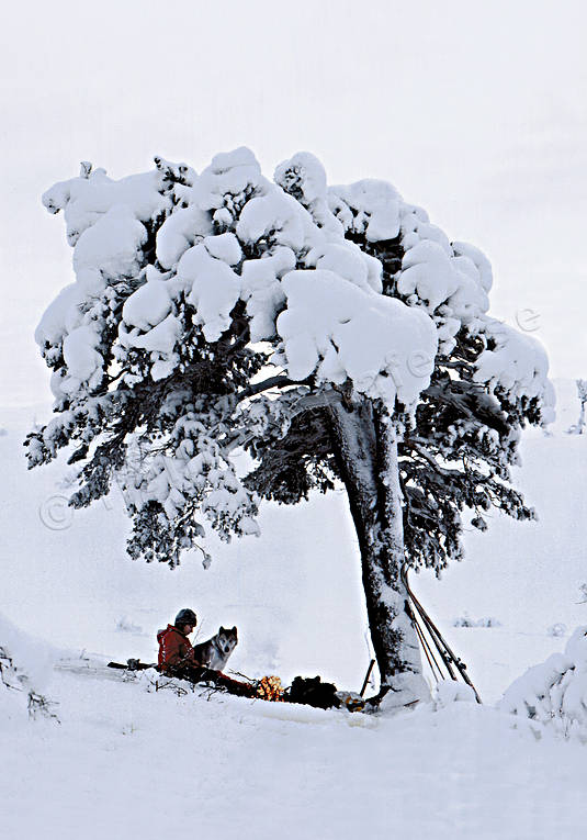 Lägereld under snötyngd tall eld, friluftsliv, Landskap, lägereld, lägerliv, snötyngt, stämning, stämningsbild, träd, upplega, uteliv, vildmarksliv, vinter, vinterlandskap, årstider, äventyr