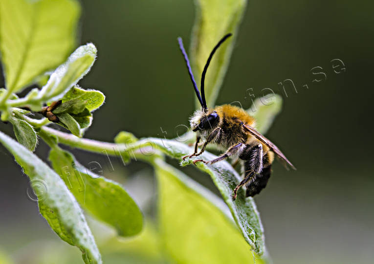 Långhornsbi på blad bi, bin, djur, Eucera longicornis, insekter, långhornsbi, solitära bin, sommar