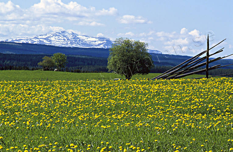 fjll, hssjevirke, Jmtland, Landskap, maskros, sommar, reskutan, ng