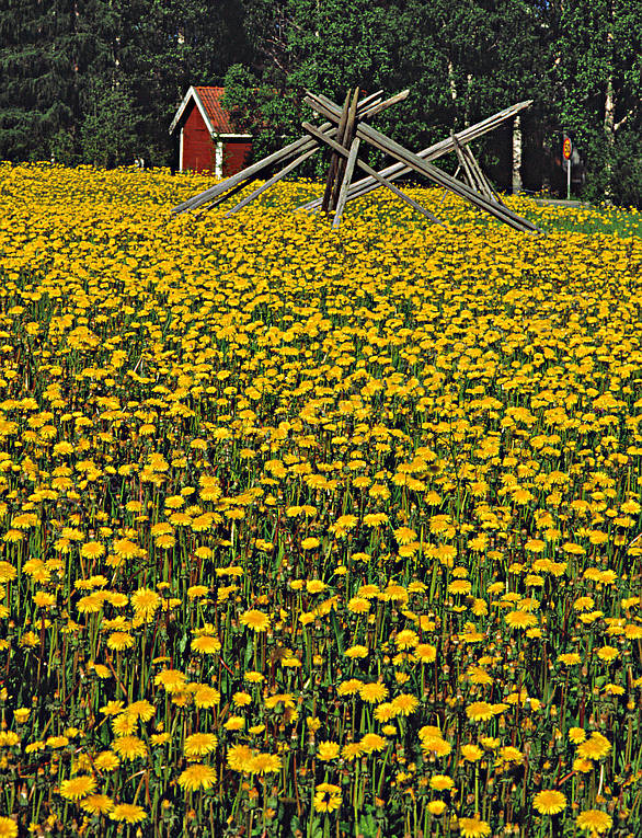 Maskrosäng i Jämtland blommor, försommar, hässjevirke, Jämtland, maskrosor, sommar, stämning, stämningsbild, stämningsbilder, årstid, årstider, äng