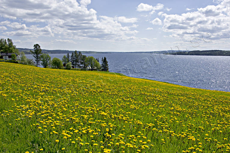 Maskrosäng vid Storsjön biotop, biotoper, Brunflo, Brunfloviken, försommar, Jämtland, Landskap, maskrosor, maskrosäng, sommar, sommarhage, sommaräng, Storsjön, äng, ängar, ängsmark