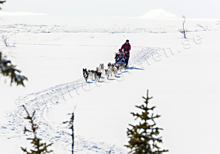 Med hundspann över fjället draghundar, friluftsliv, hundspann, slädhundar, slädhundfärd, vinter, vita vidder, äventyr