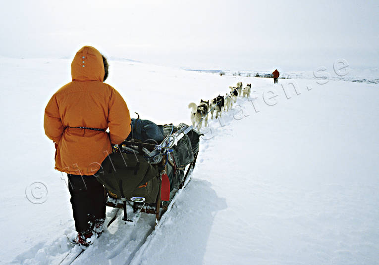 draghund, draghundar, draghundtur, sldfrd, sldhund, sldhundar, uteliv, vinter, ventyr