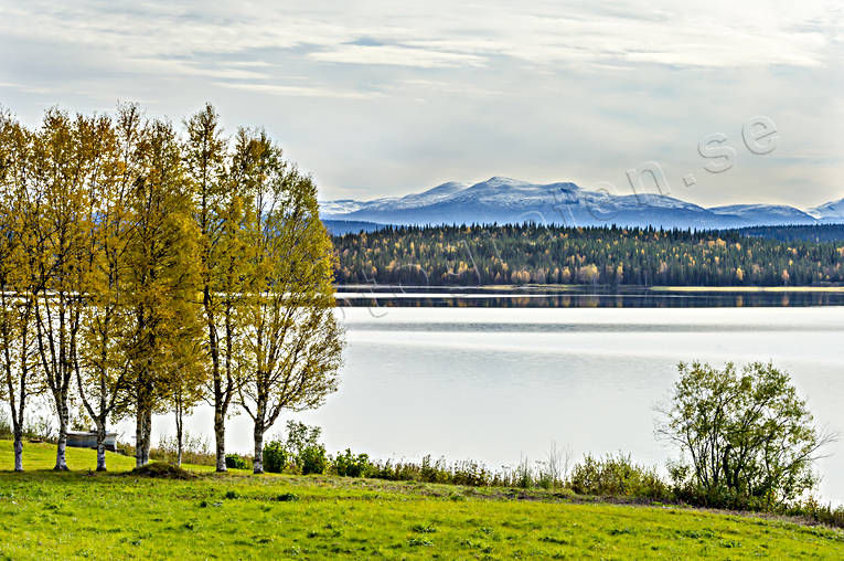 Medstugusjön höst fjäll, fjällsjö, fjälltopp, höst, höstfärger, Jämtland, Landskap, Medstugusjön, sjö, träd, trädridå