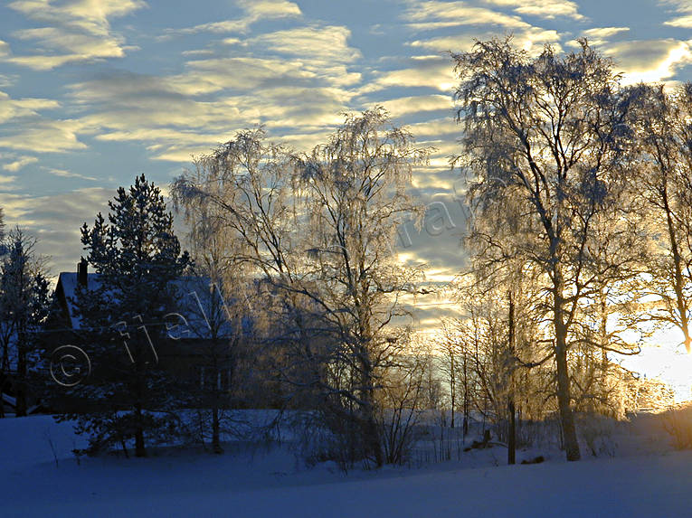 bjrkar, julkort, julstmning, kyla, midvinter, midvinterdag, stmning, stmningsbild, stmningsbilder, vinter, vintersol, rstid, rstider