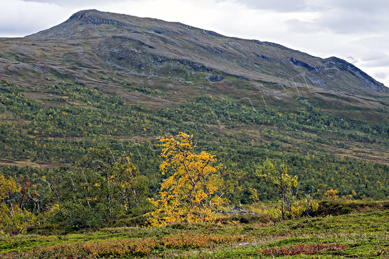 bjrk, bjrklv, fjll, fjllandskap, fjllen, fjllskog, fjlltopp, fjlltoppar, hgfjll, hst, hstfrger, Jmtland, Landskap, Miektjieburrentjahke, natur, rstid, rstider