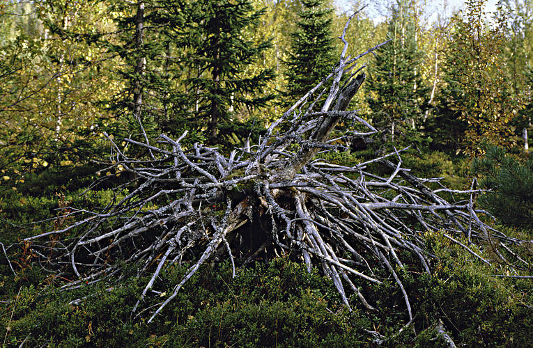 Missvuxen och död gran biotop, biotoper, död, gran, natur, skog, skogar, skogsmark, taiga, urskog