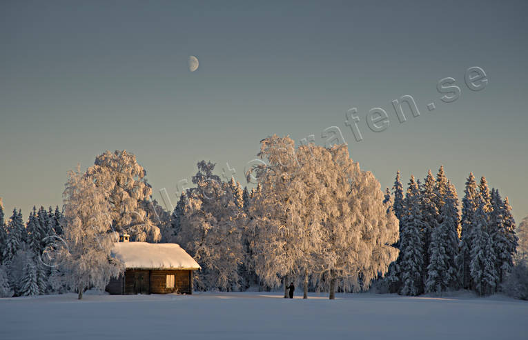 bjrkar, frostig, frostiga, fbod, fbodstuga, julstmning, kallt, kyla, mne, stuga, stmning, stmningsbild, stmningsbilder, trd, vinter, rstid, rstider