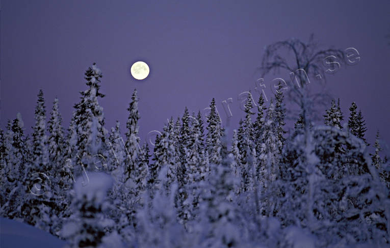 granskog, julkort, julstmning, kvll, mne, mnnedgng, mnsken, natt, skog, skymning, stmning, stmningsbild, stmningsbilder, vinter, vinterkvll, rstid, rstider