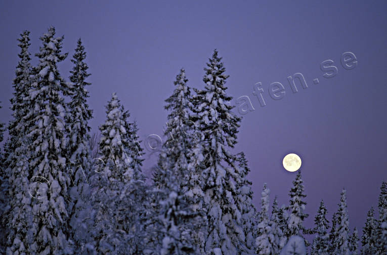fullmne, granar, julkort, julstmning, kallt, kyla, mne, natt, sntyngda, stmning, stmningsbild, stmningsbilder, vinter, vinternatt, rstid, rstider