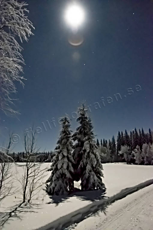 granar, Landskap, mnljust, mnsken, natt, nattbild, skog, stmning, stmningsbild, stmningsbilder, supermne, vinter, rstid, rstider