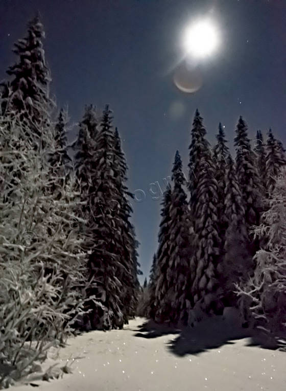 granar, Landskap, mnljust, mnsken, natt, nattbild, skog, stmning, stmningsbild, stmningsbilder, supermne, vinter, rstid, rstider
