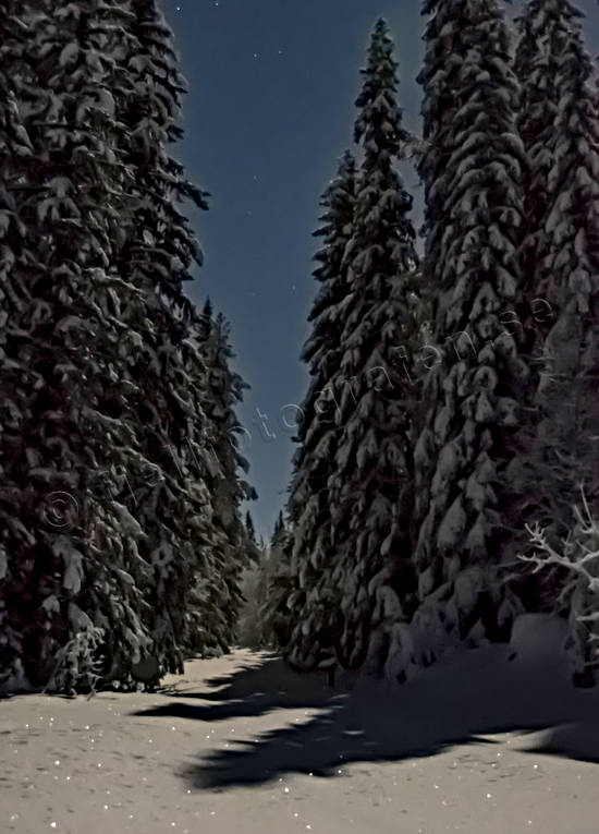 granar, Landskap, mnljust, mnsken, natt, nattbild, skog, stmning, stmningsbild, stmningsbilder, supermne, vinter, rstid, rstider