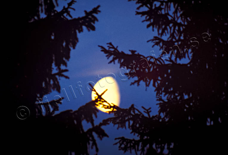 fullmne, granar, hst, kvll, mne, mnsken, natt, skog, stmning, stmningsbild, stmningsbilder, rstid, rstider