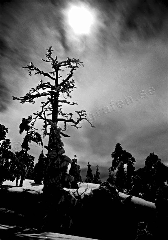 fullmne, mne, mnsken, natt, natur, rimfrost, stmning, stmningsbild, stmningsbilder, torraka, vinter, rstider