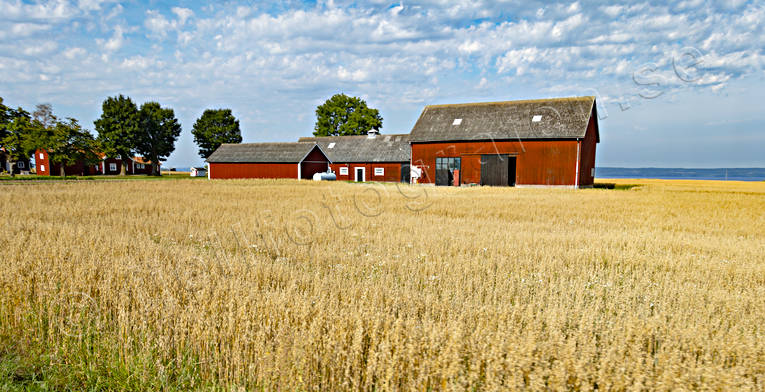 arbete, havre, havreflt, jordbruk, jordbruksmark, Landskap, moget, skrd, skrda, skrdetid, Smland, sommar, sd, sdesflt, Visings