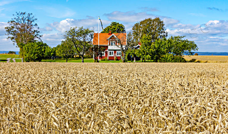 Moget vetefält arbete, byggnader, hus, idyll, jordbruk, jordbruksmark, Landskap, moget, rödmålad, skörd, skörda, skördetid, Småland, sommar, stuga, svensk, Sverige, säd, sädesfält, vete, vetefält, Visingsö, årstid, årstider