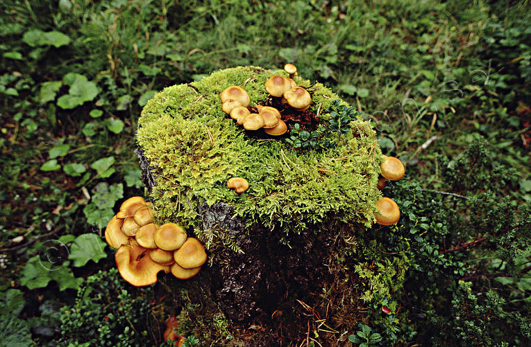 Mossa och svamp på stubbe biotop, biotoper, mossa, natur, skog, skogar, skogsmark, stubbe, svamp, taiga, urskog