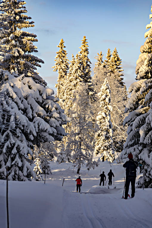 granar, granskog, sn, turkning, upplega, vinter, rstid, rstider, ventyr