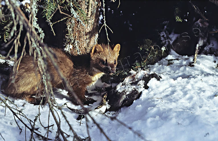 byte, djur, dggdjur, mrd, predator, rovdjur, vinter