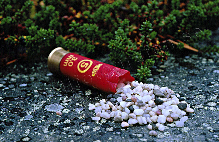djur, fgel, fglar, muskelmage, muskelmagegrus, skogsfgel, skogshns, tjder, tjdertupp, tomhylsa