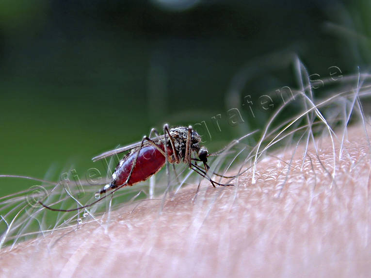 blod, djur, insekt, insekter, mygg, mygga, parasit, sommar