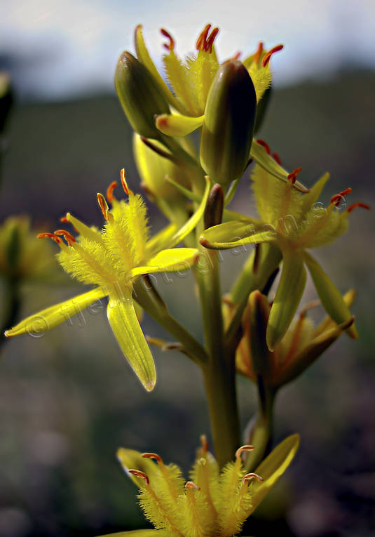 biotop, biotoper, blomma, blommor, gul, myr, myrar, myrlilja, myrmark, natur, vxter