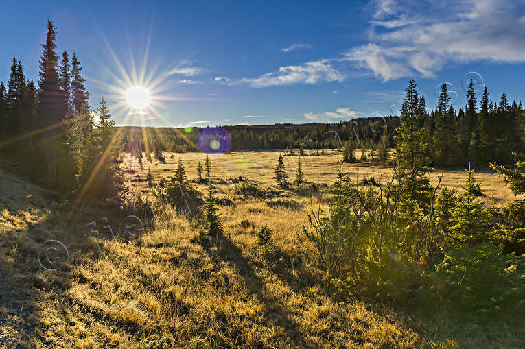 hst, Jmtland, Landskap, myr, myrmark, natur, sol, soluppgng, rstider