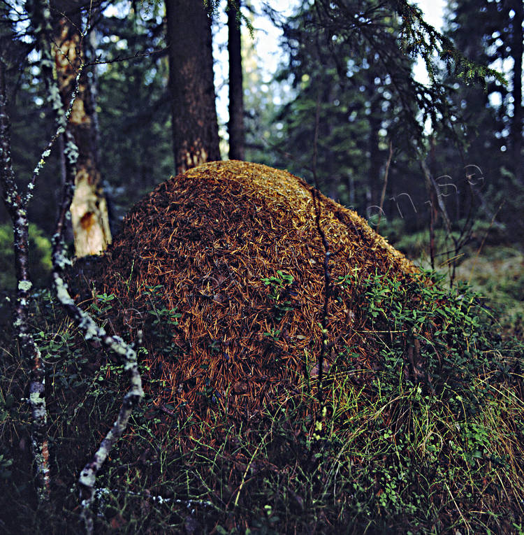 Myrstack i skogen biotop, biotoper, myror, myrstack, natur, skog, skogar, skogsmark, stackmyran