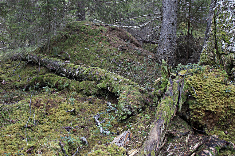 Myrstack i urskog biotop, biotoper, djur, gammelskog, insekter, myror, myrstack, natur, skog, skogar, skogsmark, stackmyra, urskog