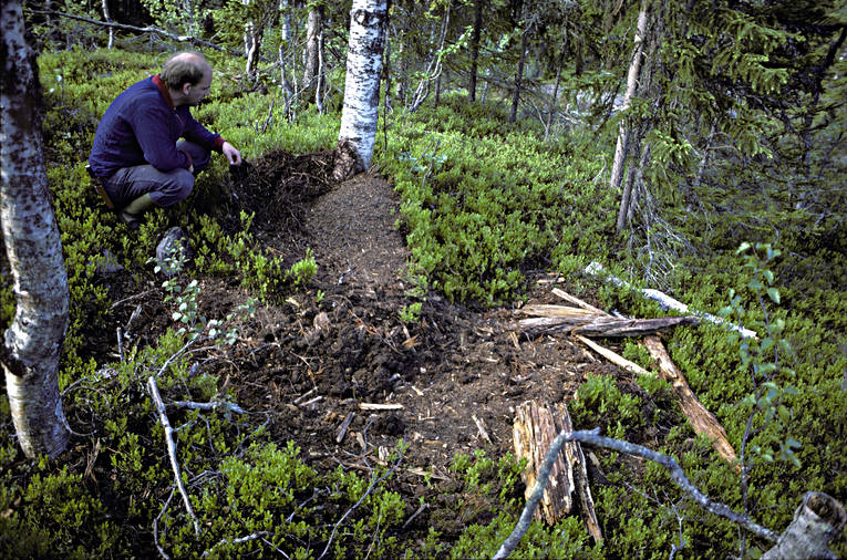 Myrstack utriven av björn björn, björnriven, brunbjörn, djur, däggdjur, myrstack, rovdjur, utriven