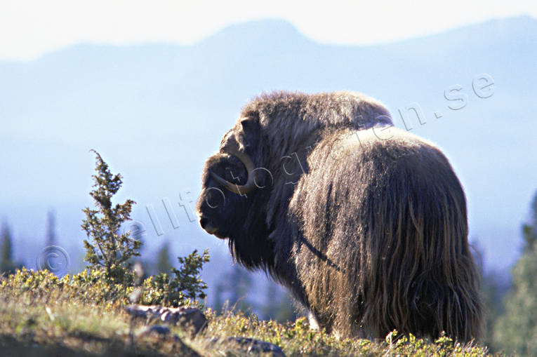 Myskoxe mot blånande berg berg, blå, djur, däggdjur, fjäll, horn, Härjedalen, kraftig, långhårig, myskoxar, myskoxe, oxe, stor, tjur, ull