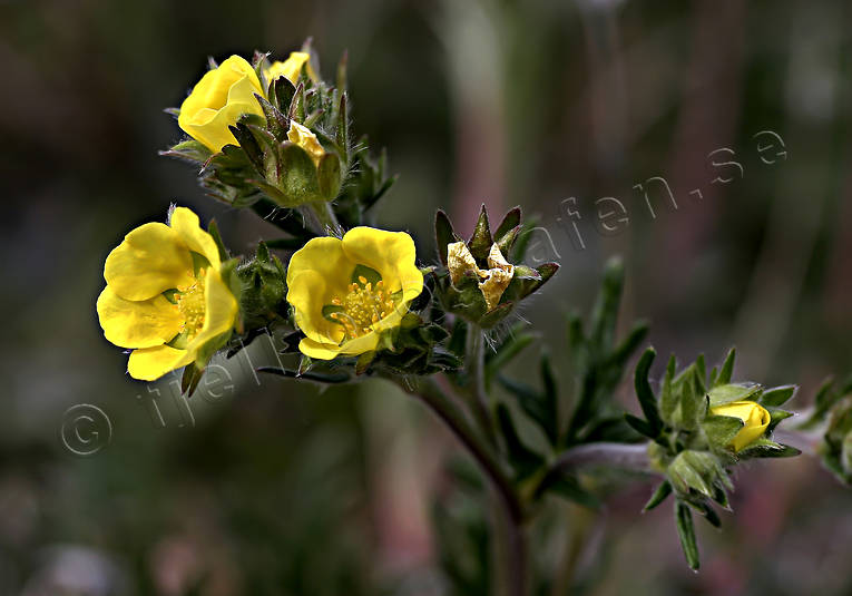 Mångfingerört biotop, biotoper, blommor, fjäll, fjällblomma, fjällblommor, fjällen, mångfingerört, natur, växter