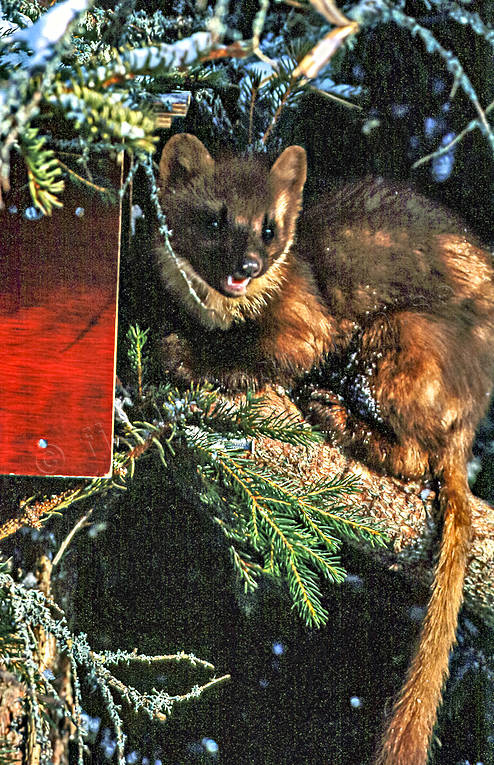 Mård vid mårdfälla fångst, fällor, jakt, mård, mårddjur, mårdfångst, mårdfälla, skogsmård