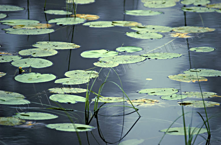 biotop, biotoper, blad, grnt, natur, nckrosor, sj, sjar, sjfart, sommar, vatten, vattenyta